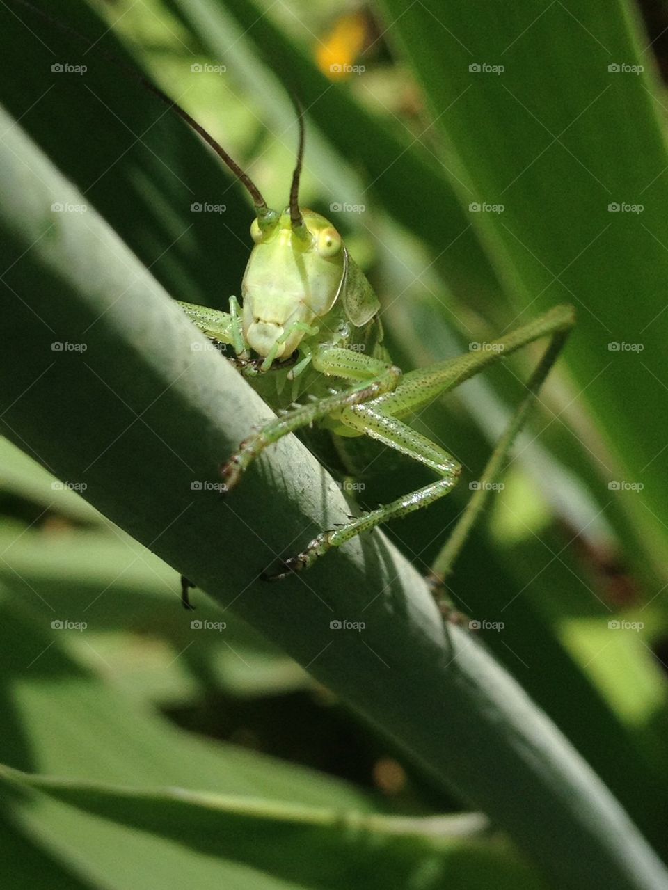 close-up of grasshopper