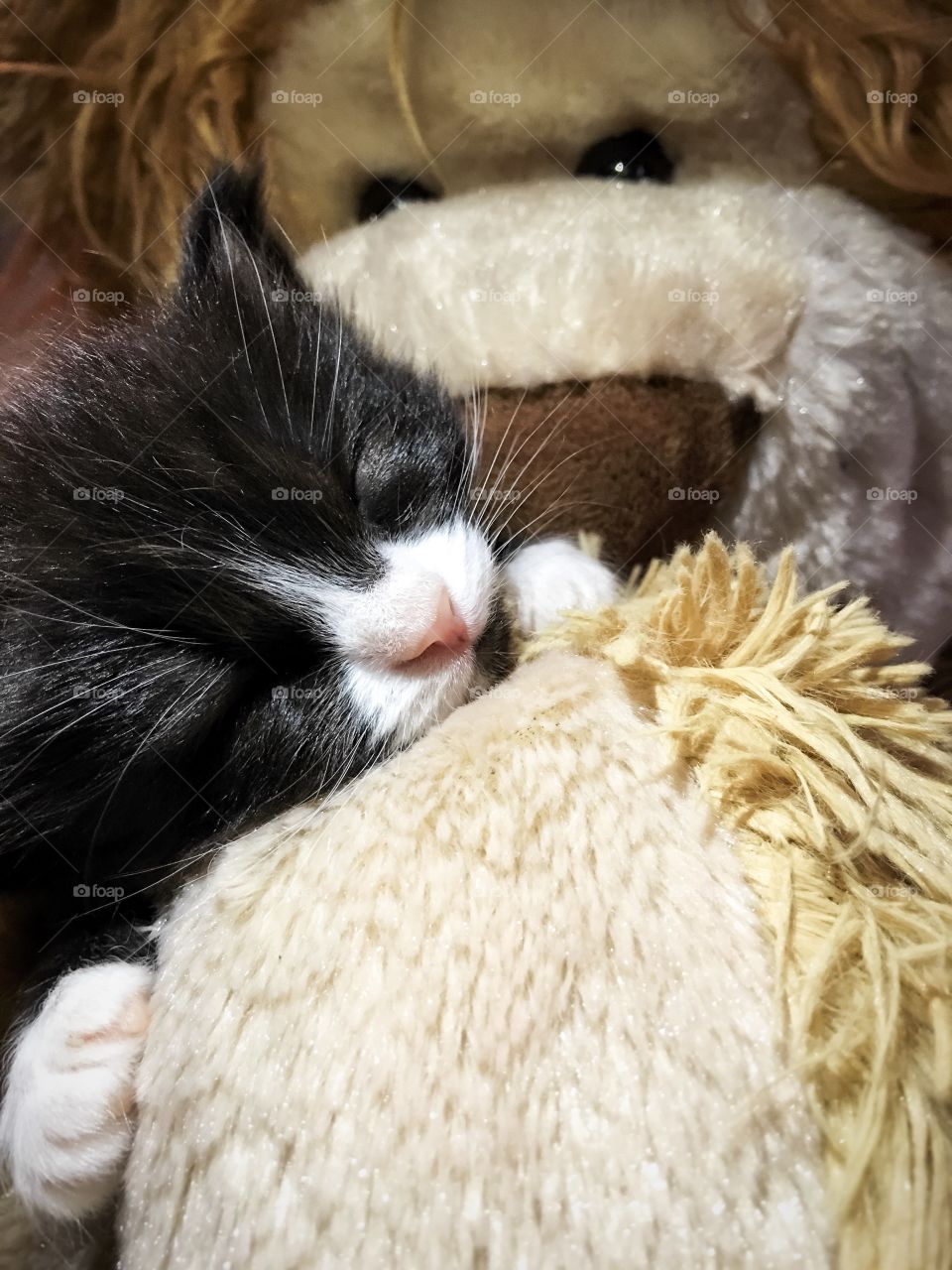 Baby kitty sleeping on teddy bear