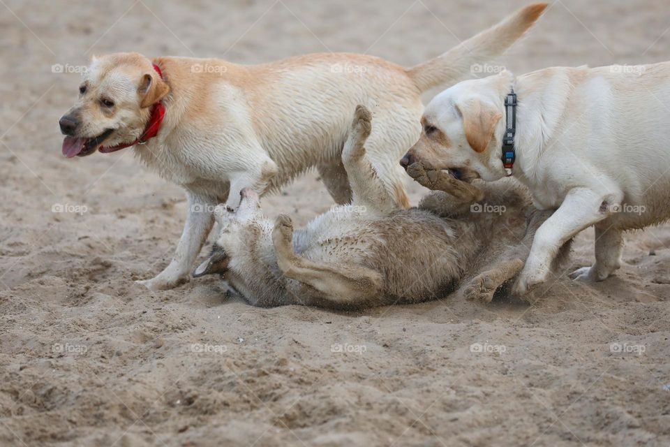 Cute Labrador and husky dogs playing on the summer beach