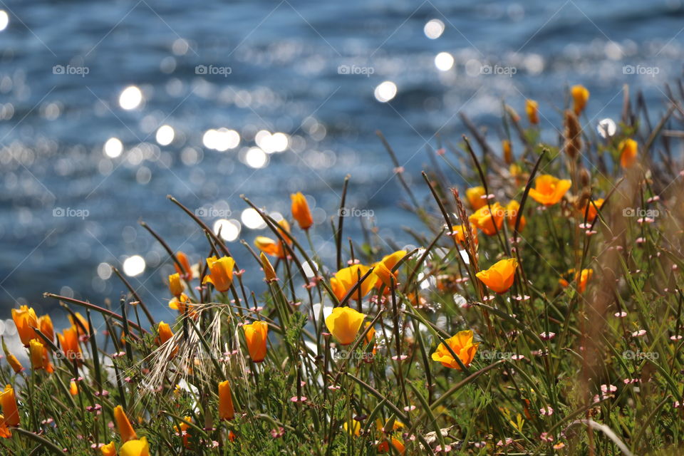 Poppy flowers growing in field