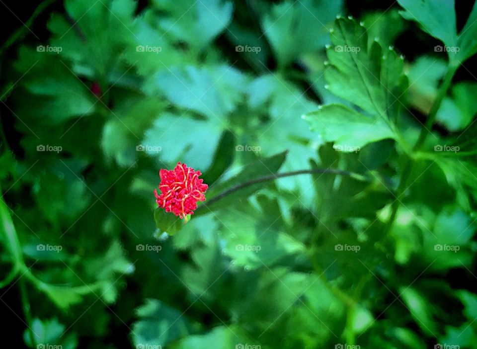 Tiny red wildflower 