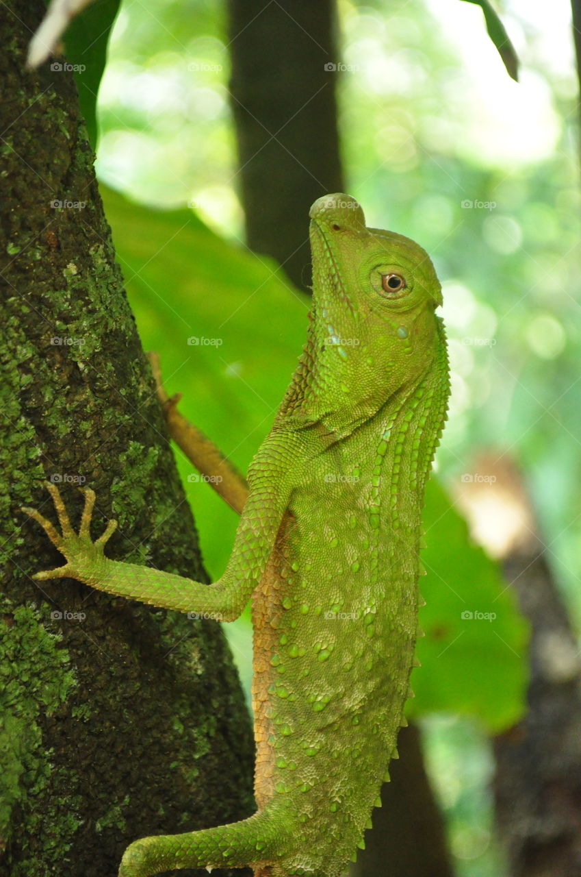 Sri Lanka Hump-nosed Lizard
