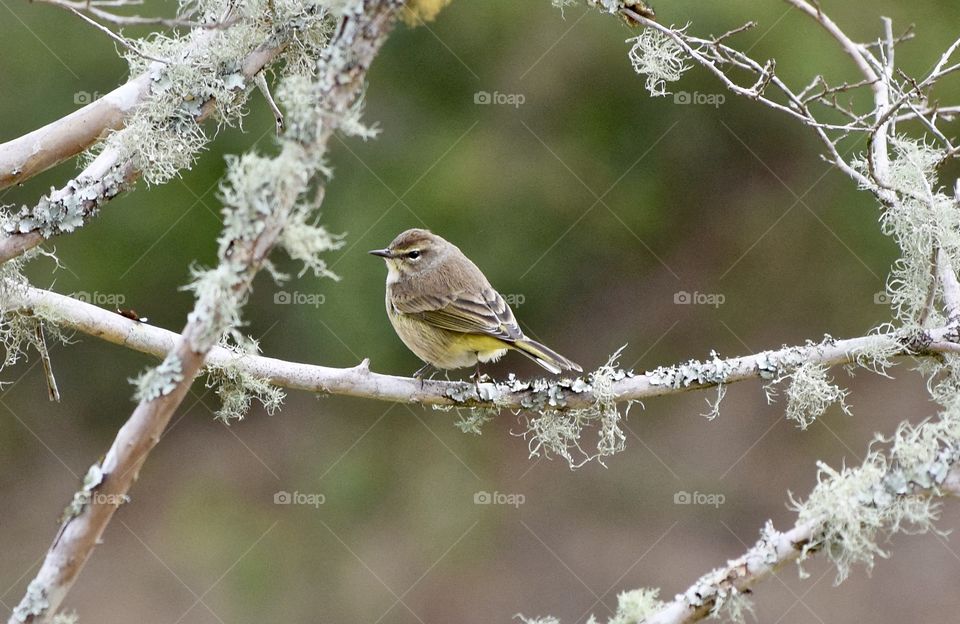 Close-up of a bird perching on tree branch