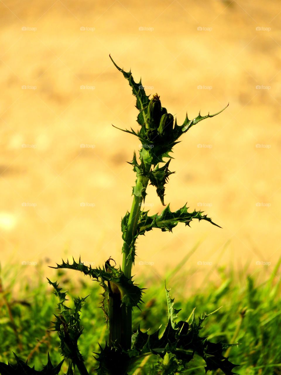 Close-up of thistle