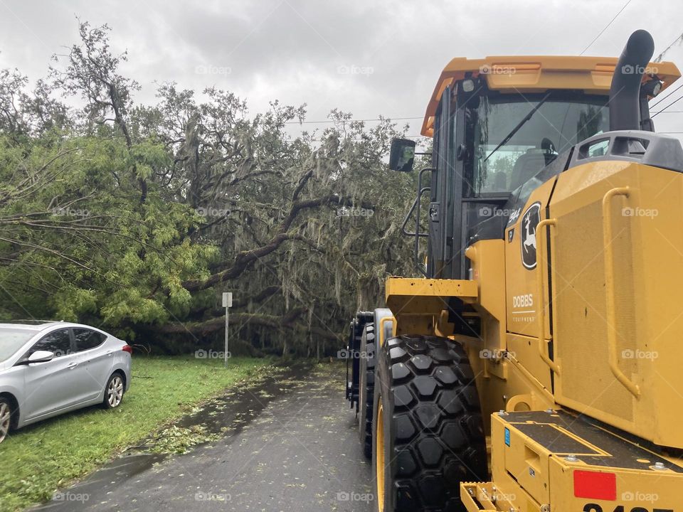 Downed tree from Hurricane Milton