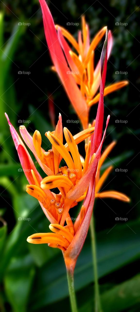 Heliconia psittacorum is a species of flowering ornamental plant native to the Caribbean and South America