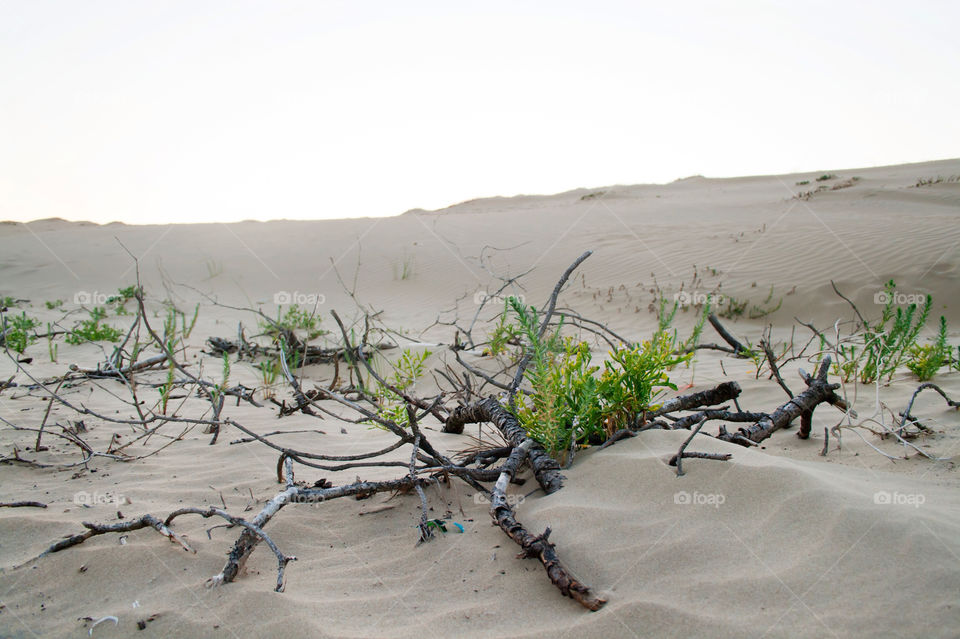 beach green sand dessert by ilsem16