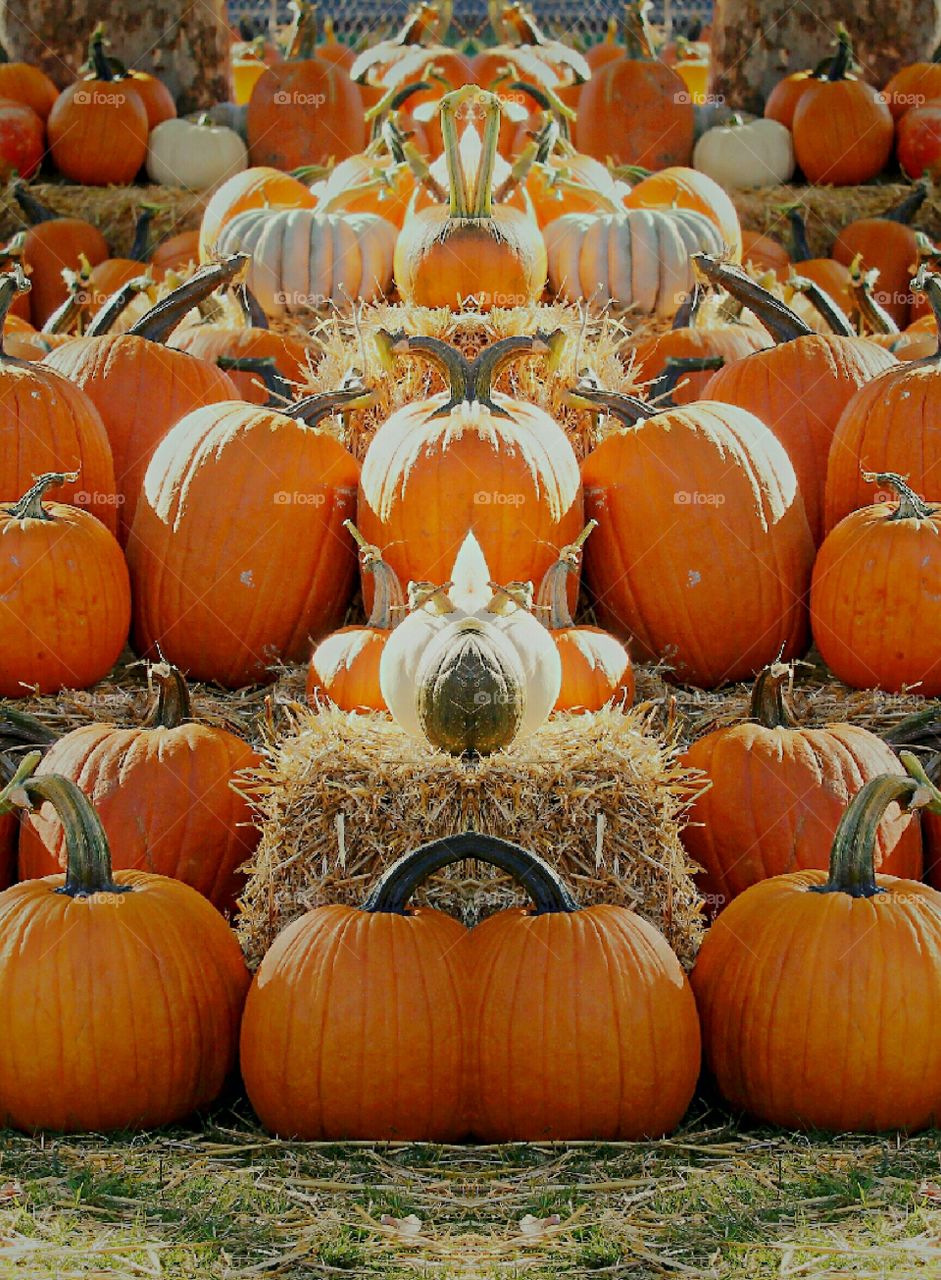 pumpkin season. Halloween. Thanksgiving. abstract art of a pumpkin patch.