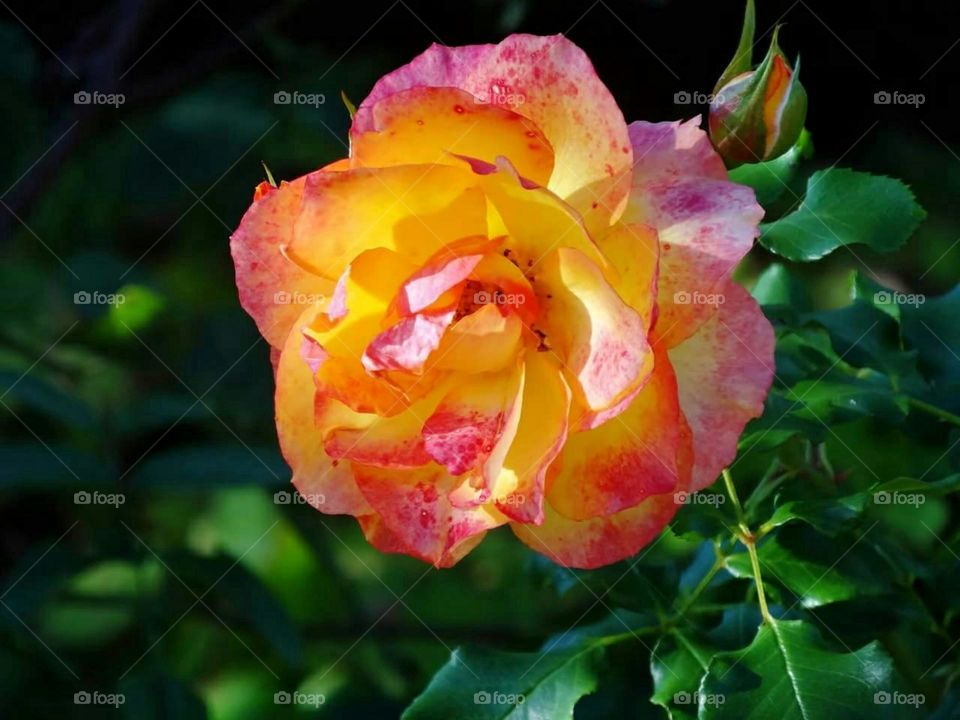 Orange Pink Rose