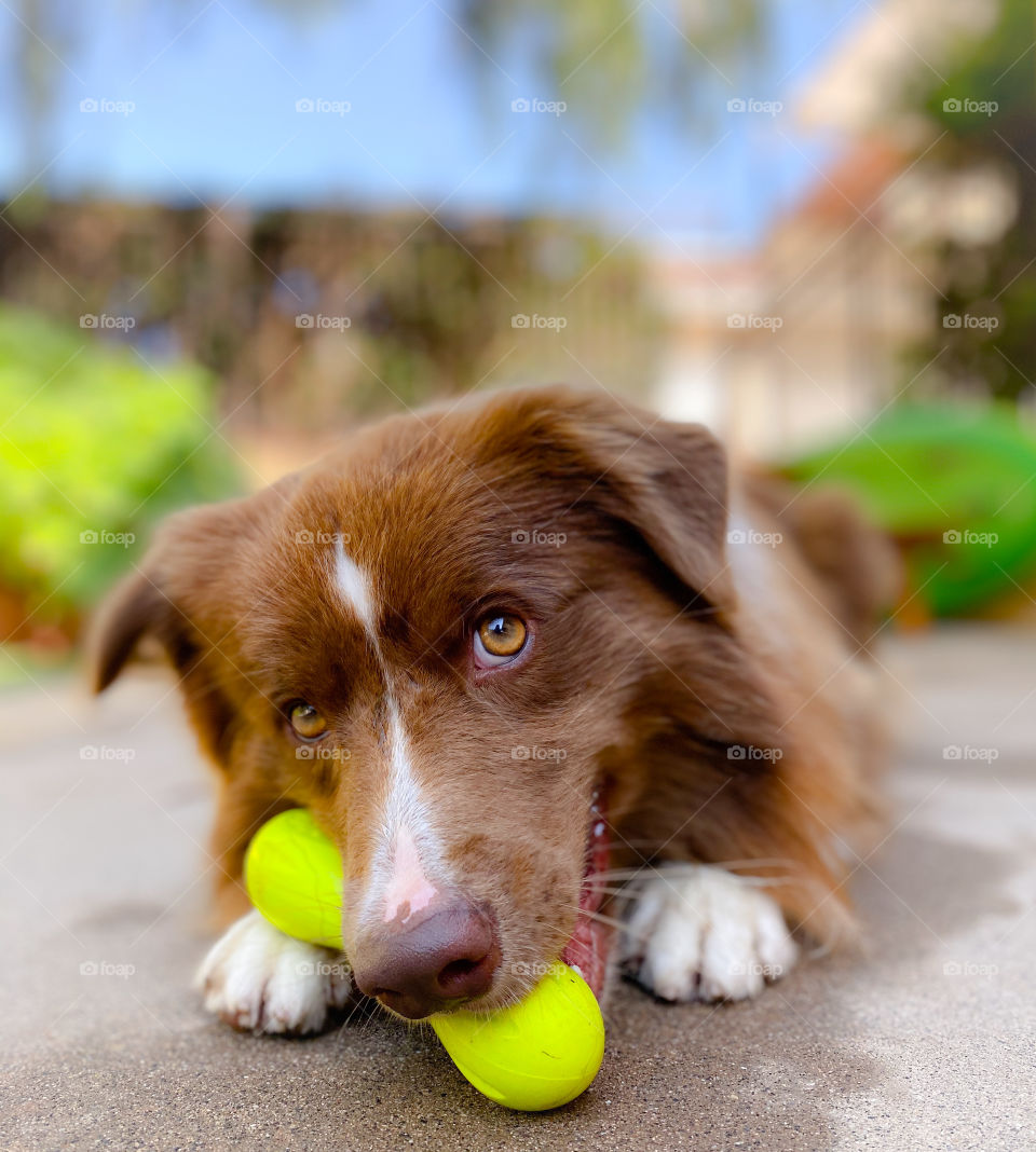 Close-up of a cute brown and white border collie chewing on a lime green bone outdoors 