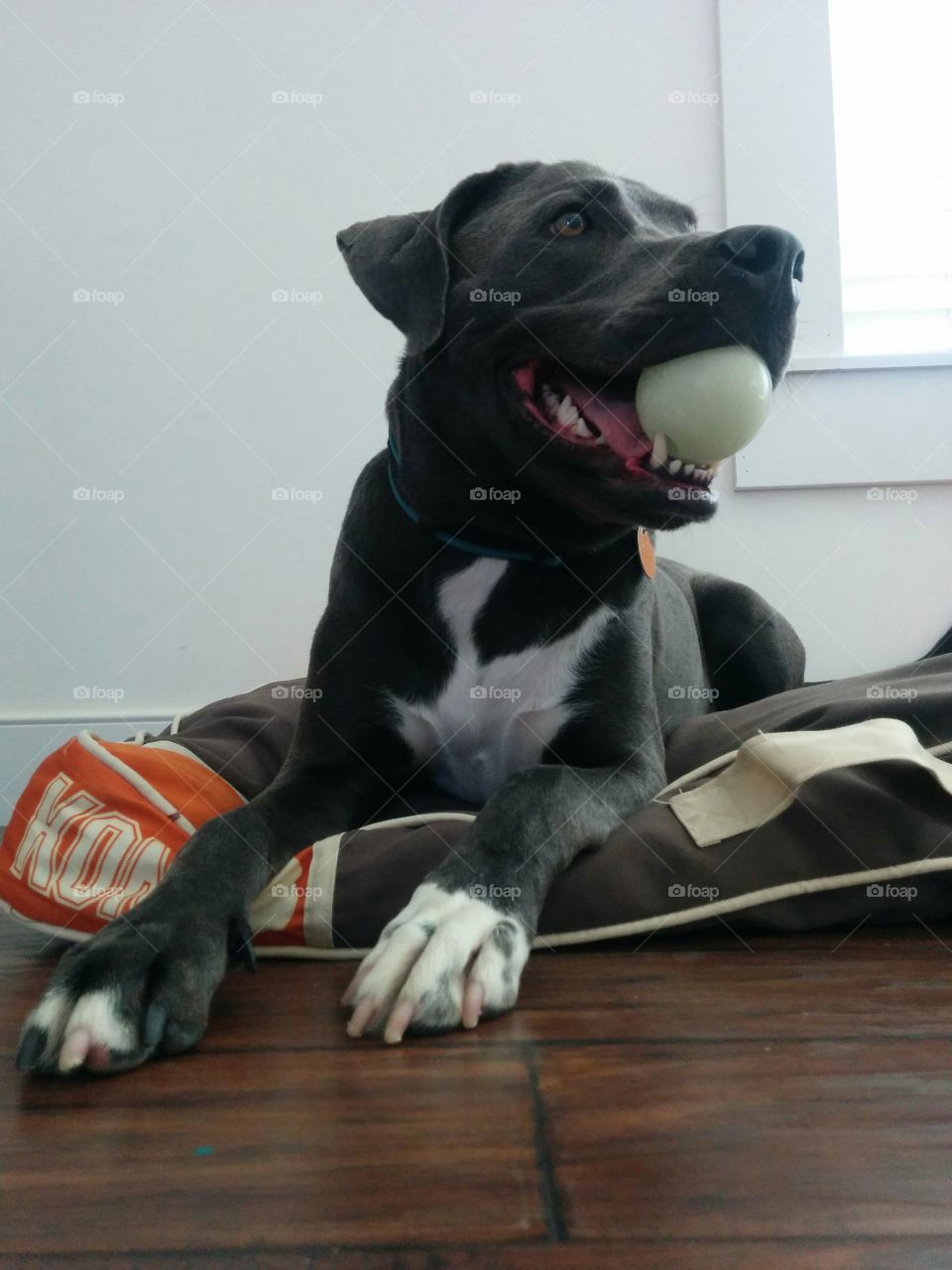 Silver Lab with Ball
