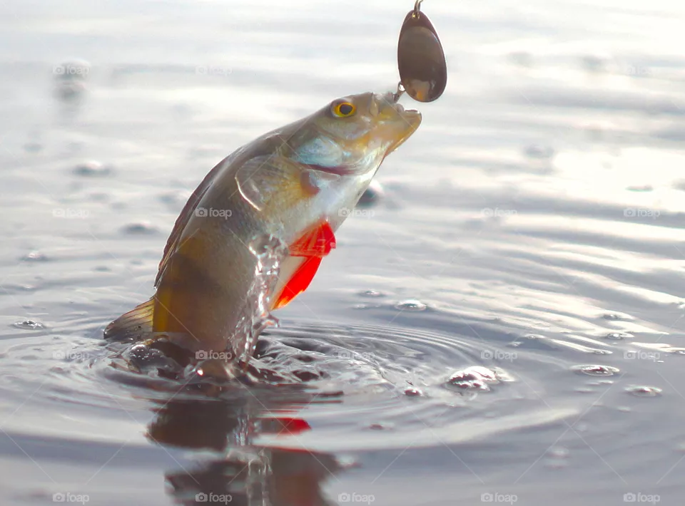 Fishing, early morning, silence, river, coolness, sunrise on the river, perch, spinning, fishing rod, spinner, spinning fishing,