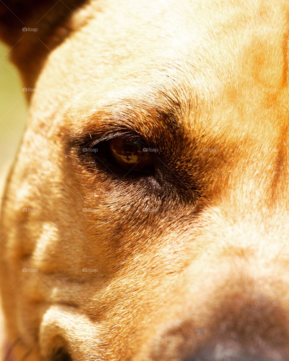 Close-up of a puppy dog eye