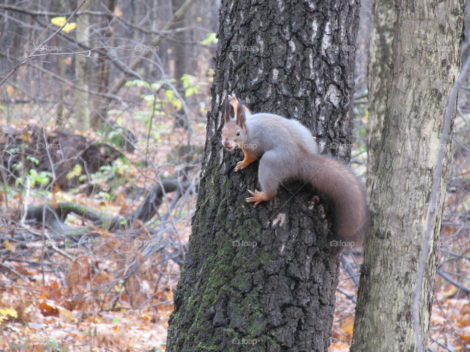 walk in the autumn morning forest. silence and tranquility of nature