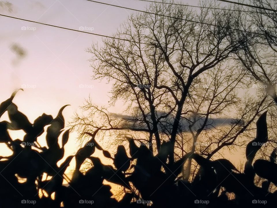 tree against an evening sky