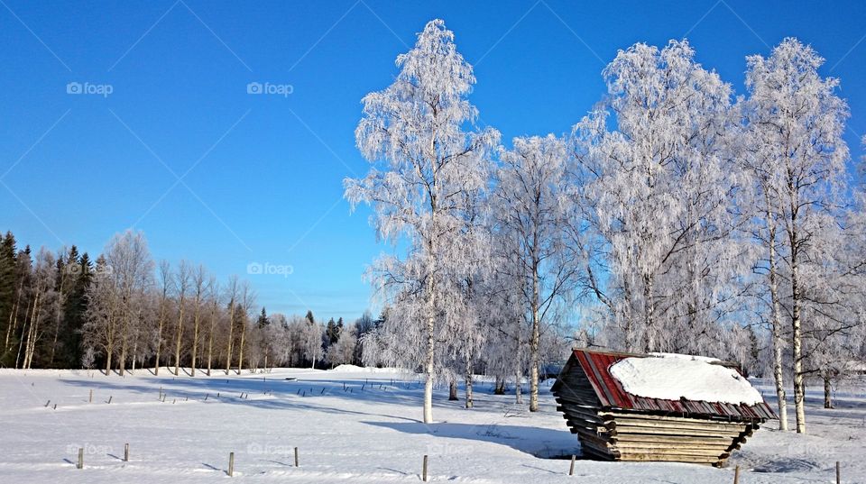 Old barn in the Northern Swedish snow. Old wood barn in the north of Sweden Luleå