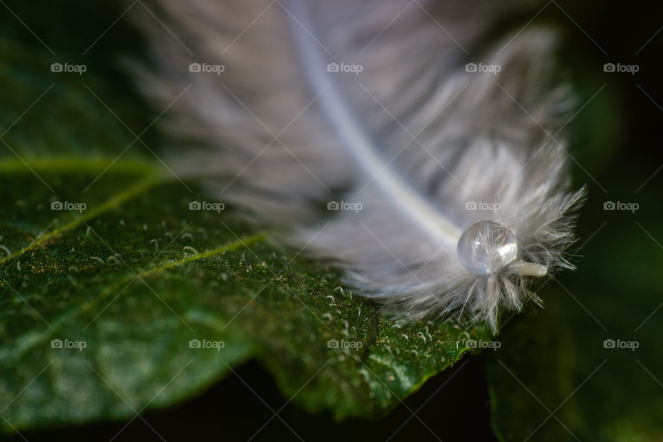 feather on a leaf with a water droplet