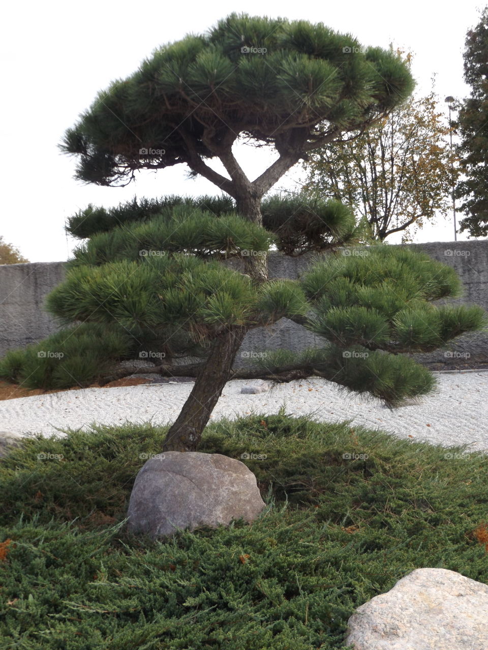 Tree Closeup at Zen Garden in Springfield, Missouri
