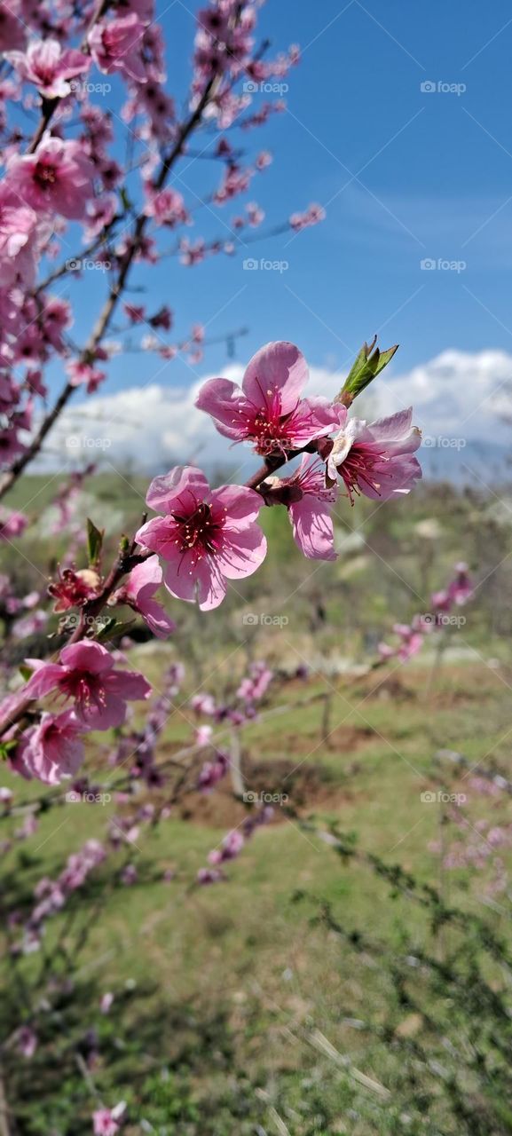 flower photography @muneebbhat