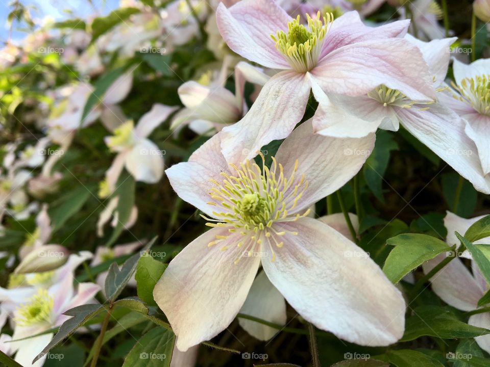 Close up of a pretty Clematis flower in full bloom in May 