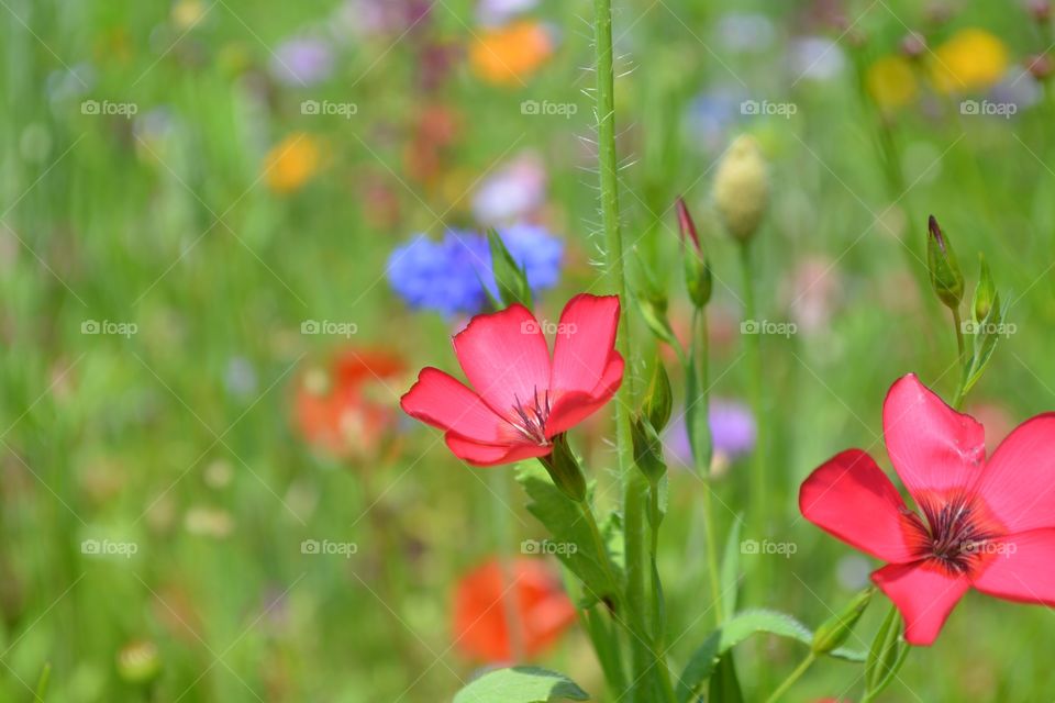 wildflowers