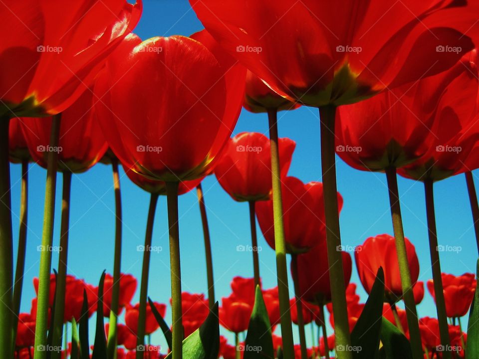 Tulips looking up