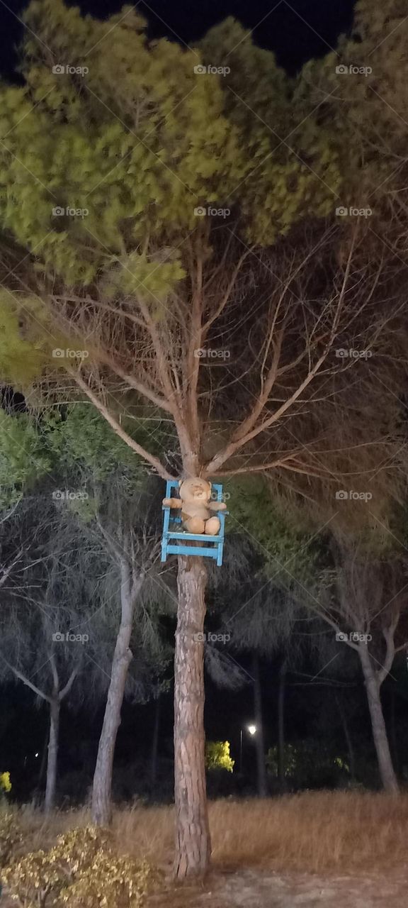 oso sentado en árbol