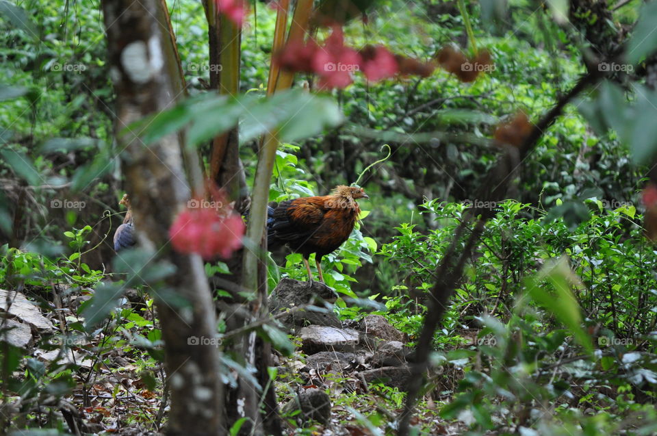 Sri Lankan junglefowl