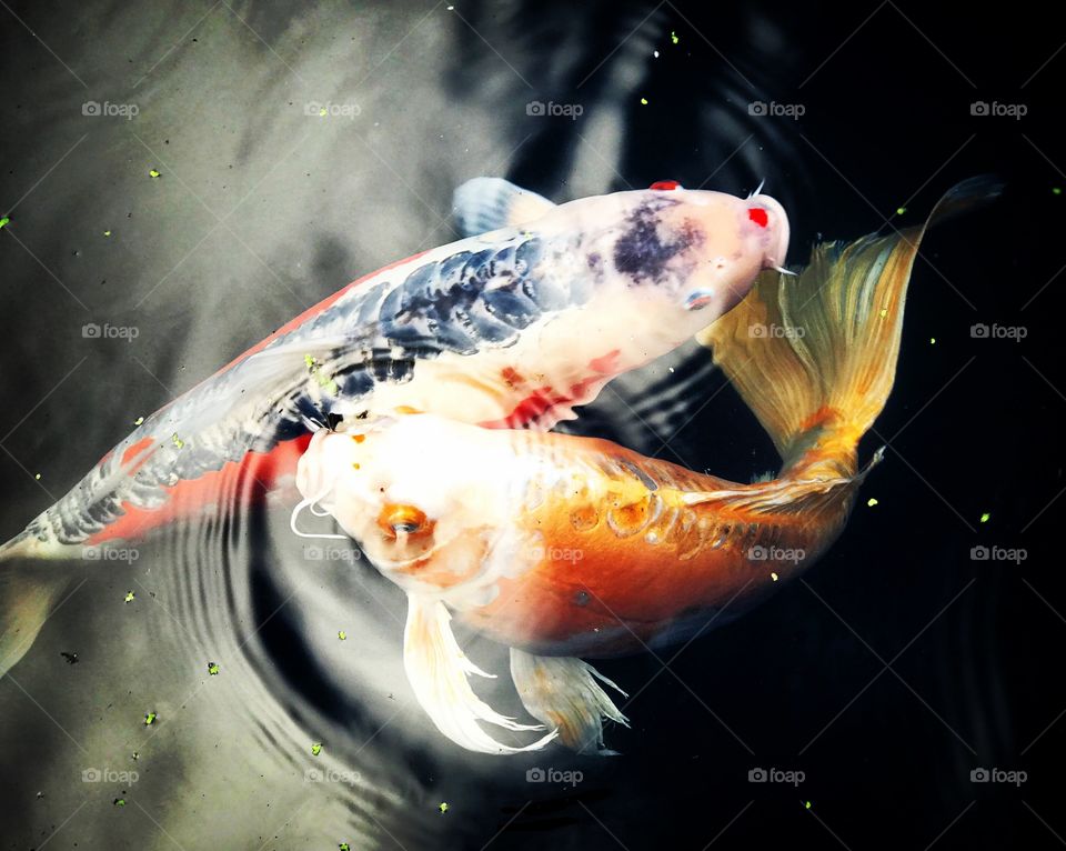 Two koi fish in pond
