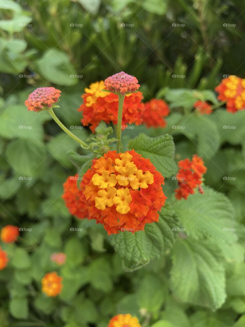 Orange and yellow flowers 