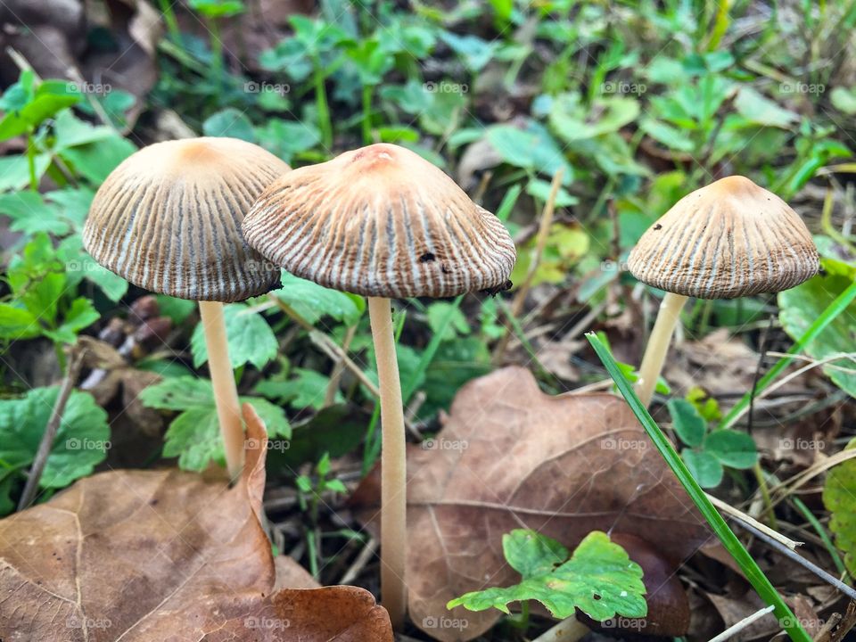 Little mushrooms 