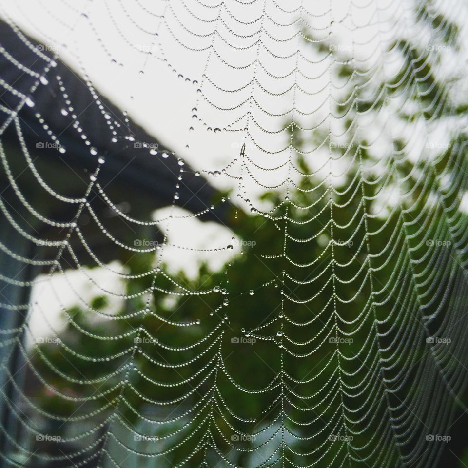 Spiders can be artists too.