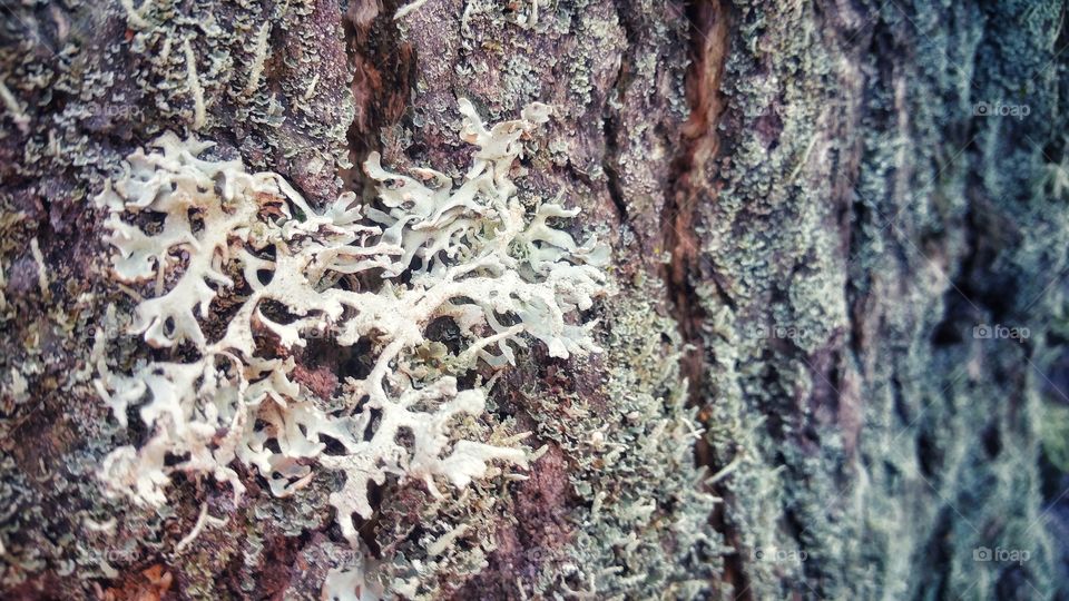 Fungus and moss growing on the bark of a tree.