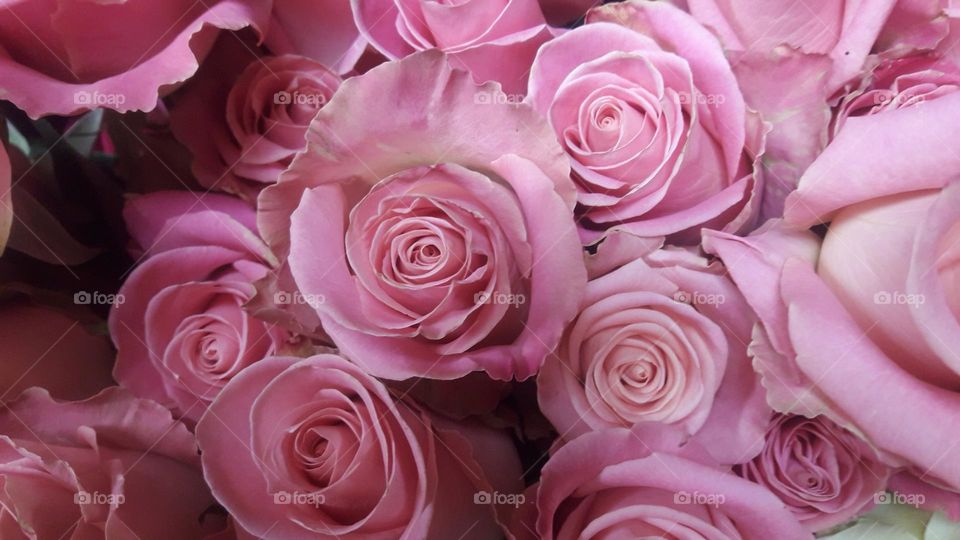 Pink Roses