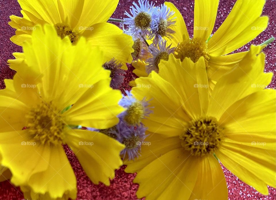 Gorgeous, soft Yellow and lilac Wildflowers that were growing in the wild. 