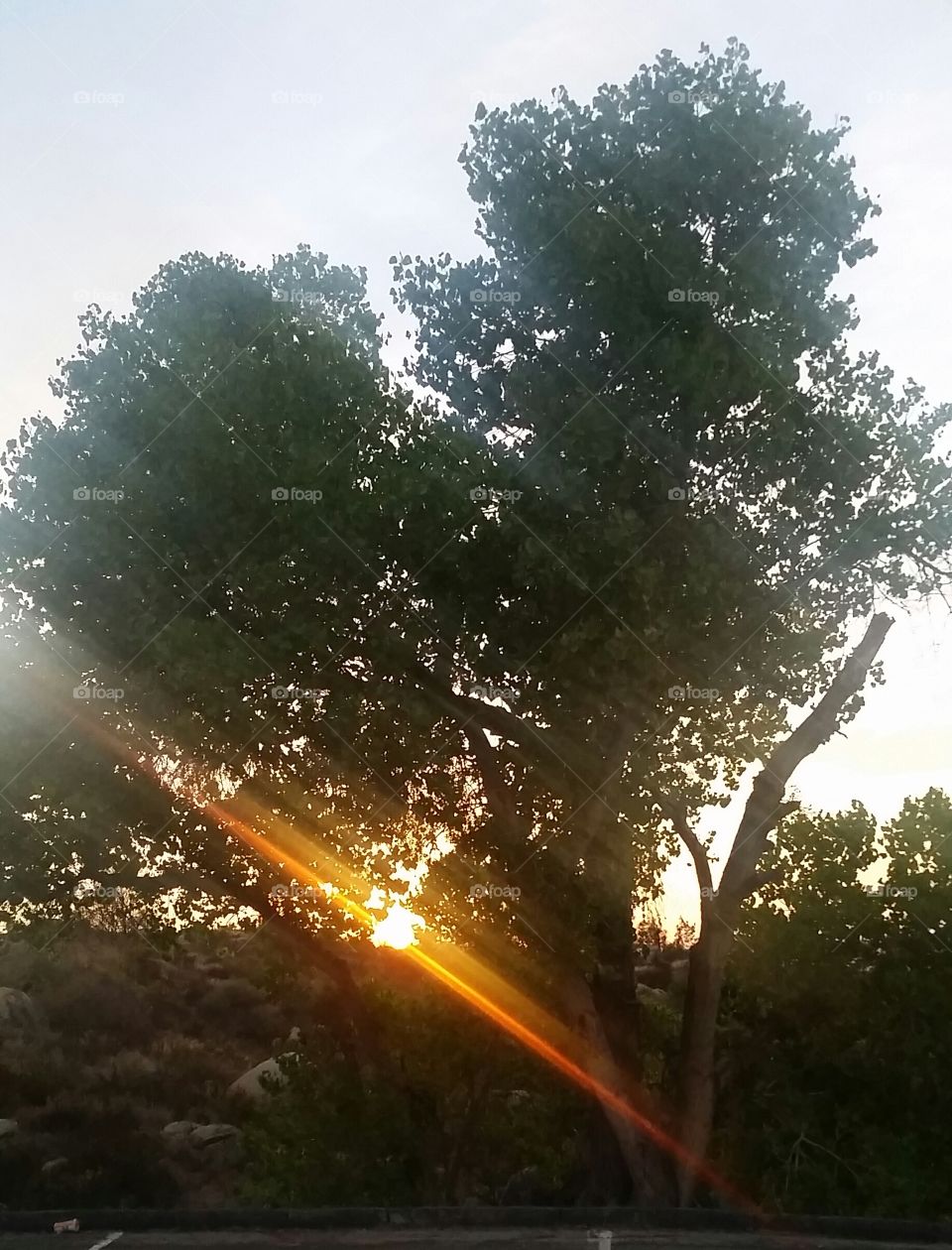 sun tree