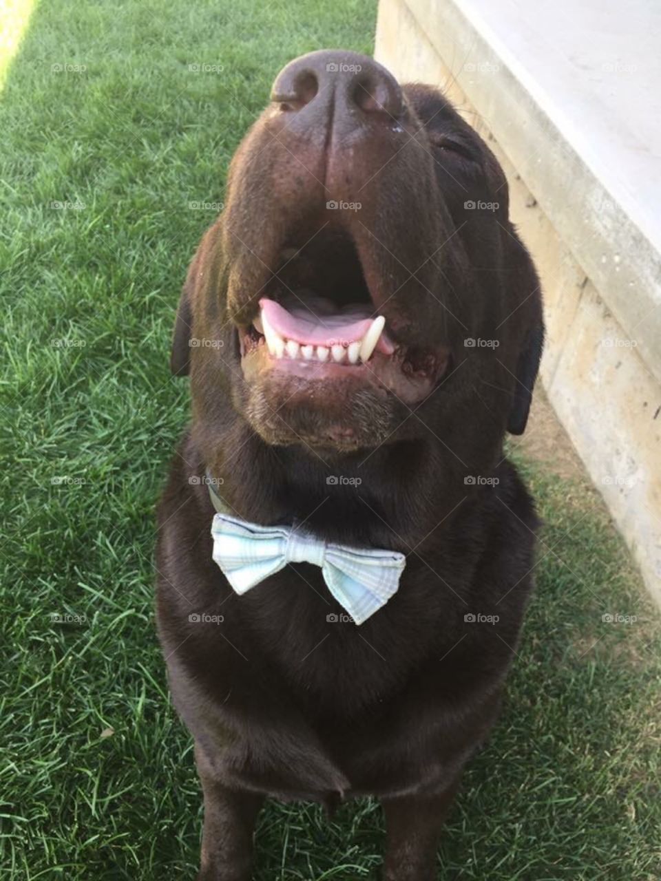 Happy Labrador with a bow