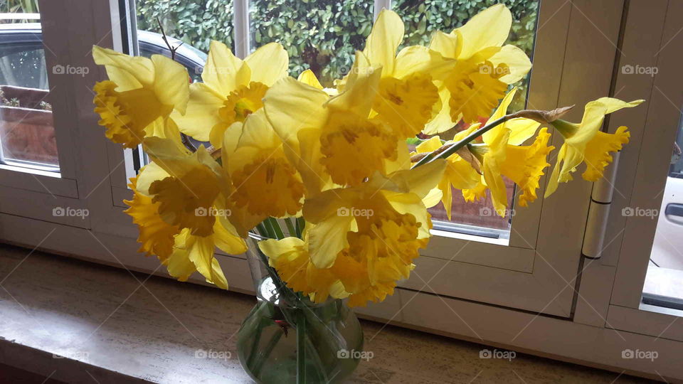 Blossom near a window