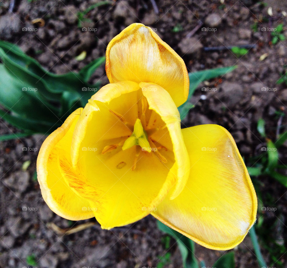Yellow tulip
