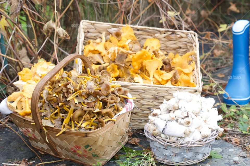 Chanterelles, mushrooms