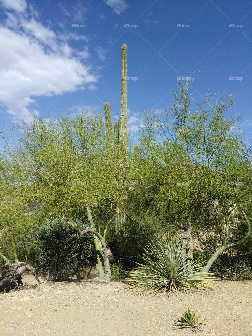desert cactus and bushes