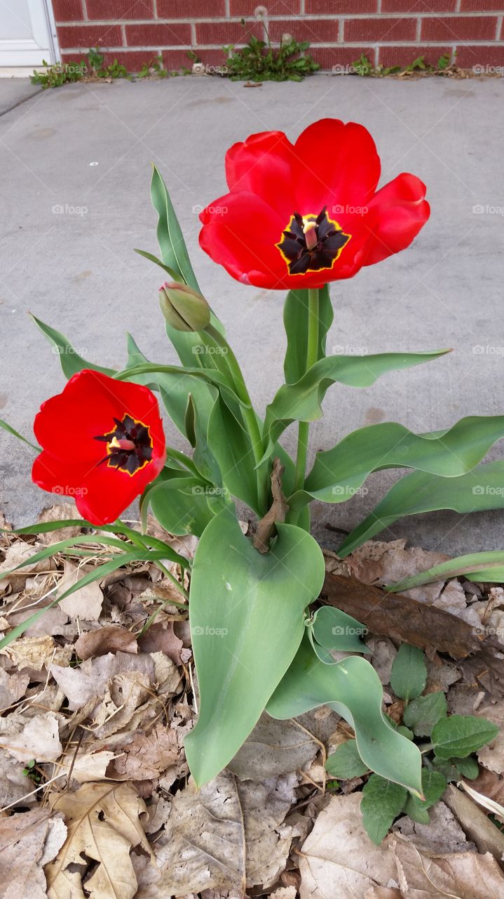 Red Tulips