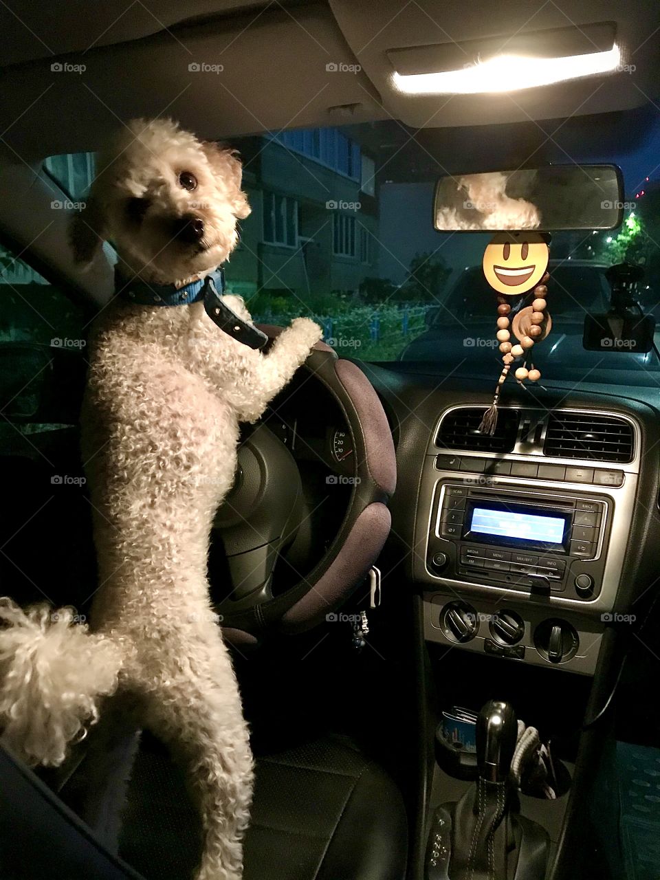 Poodle driving a car