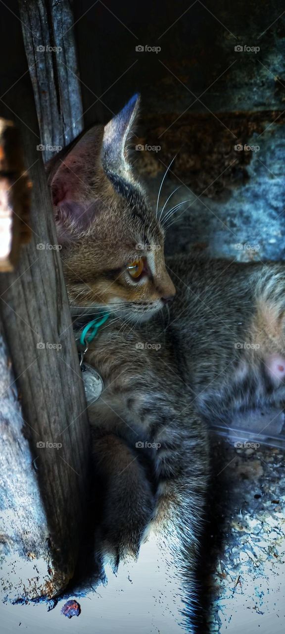 A cute kitten is under the corner of a wooden table