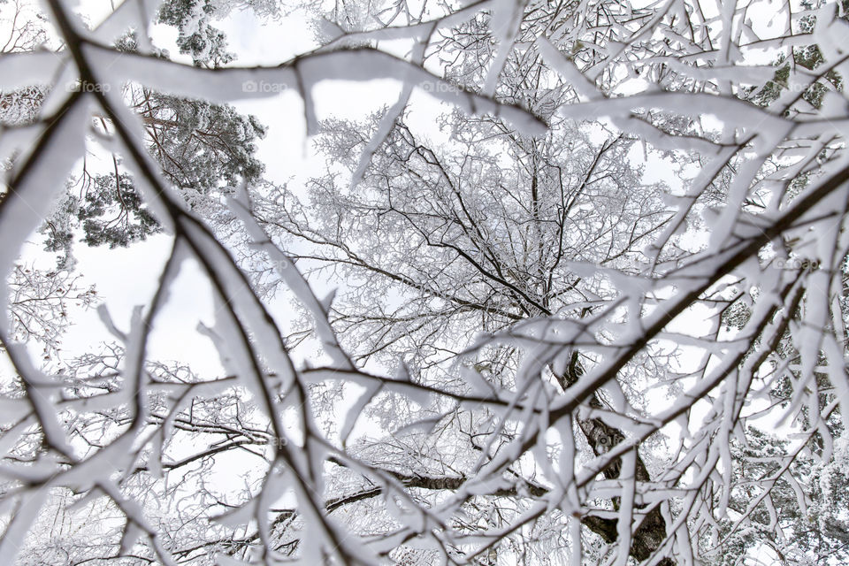 Snowy season under the tree, perspective looking up