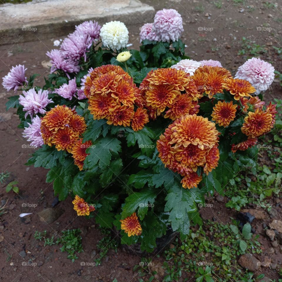 chrysanthemum is a type of flowering plant that is often grown as an ornamental plant