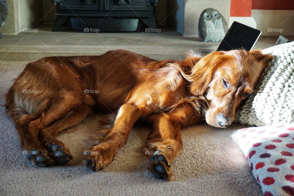 If there is a spot of sun in the house Quinn will find it .... sun loving dog resting his head on a pouffe ... makes me laugh ... a dog likes his comfort 😂