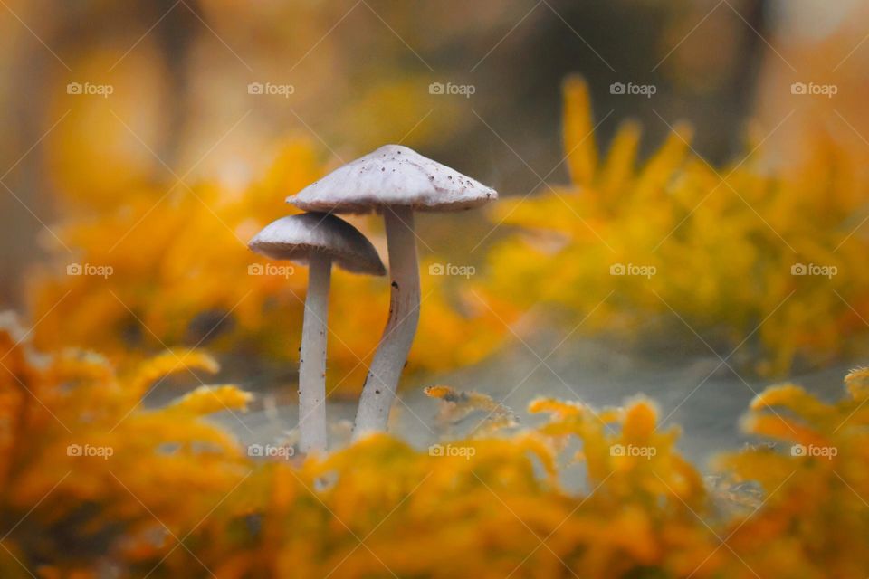 Mushrooms 