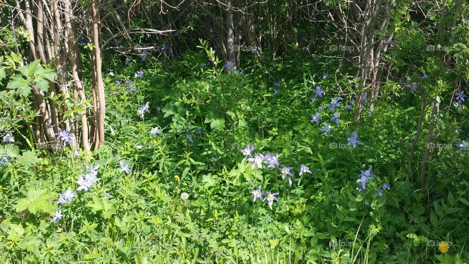 Field of Columbine, our state flower!