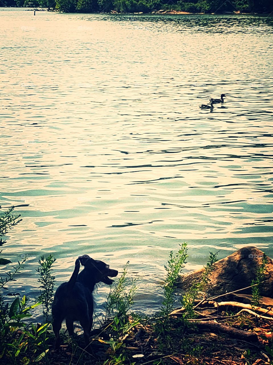 dog
lake
water
ducks
summer